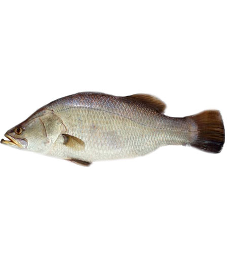 KORAL